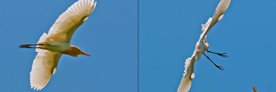 Flugbild beim Kuhreiher