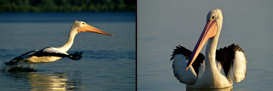 Pelikane am Inskip Point