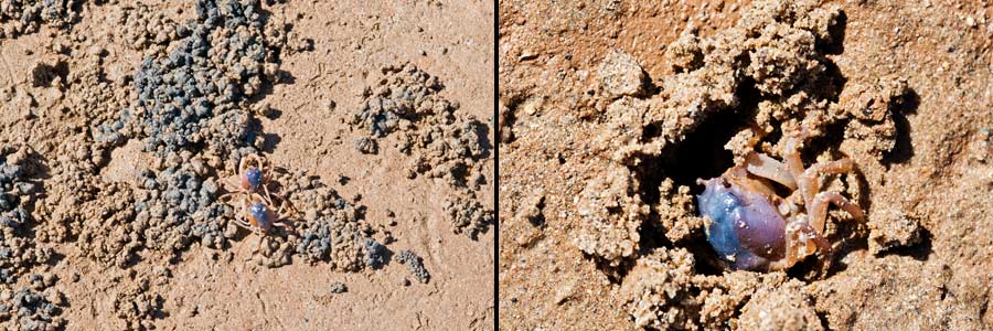 Soldatenkrabben im Watt der Mündung des Gascoyne Rivers (bei Carnarvon, WA)