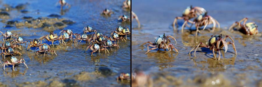 Soldatenkrabben bei Rainbow Beach