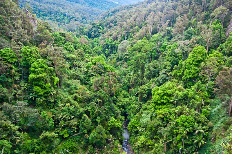 Regenwald im Springbrook National Park