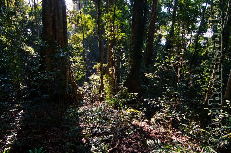 Lamington National Park,Section Binna Bunna