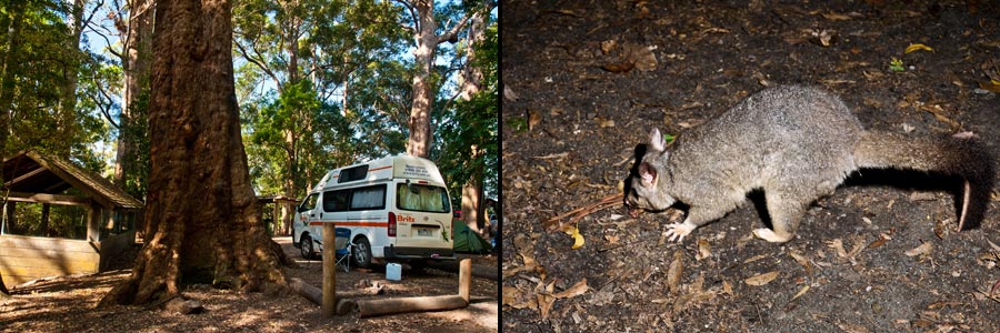 Campplatz in Binna Bunna im Lamington NP