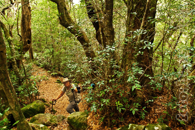 Wanderungen im Lamington NP, Sektion Binna Burra
