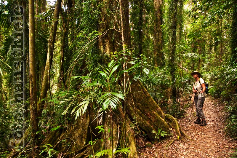 Lamington National Park, Wanderungen in der Sektion Binna Burra