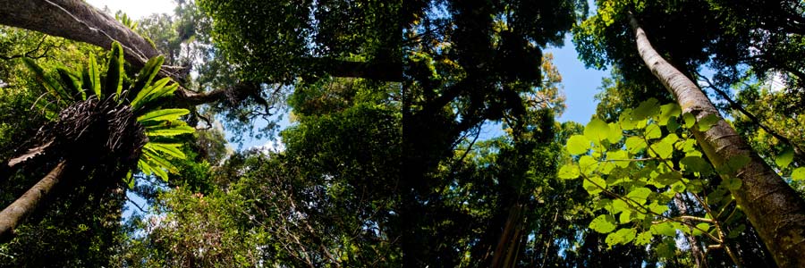 Subtropischer Regenwald im Lamington NP