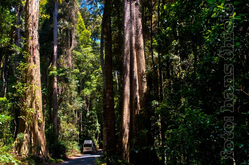 Die Straße zum =´Reilly´s Retreat führt durch einen schönen Regenwald