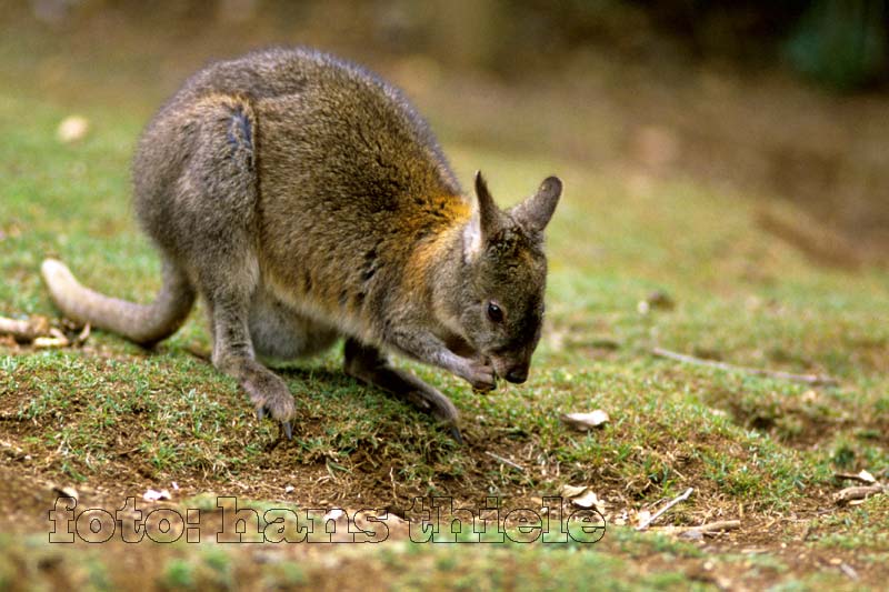 Pademelon im Lamington NP
