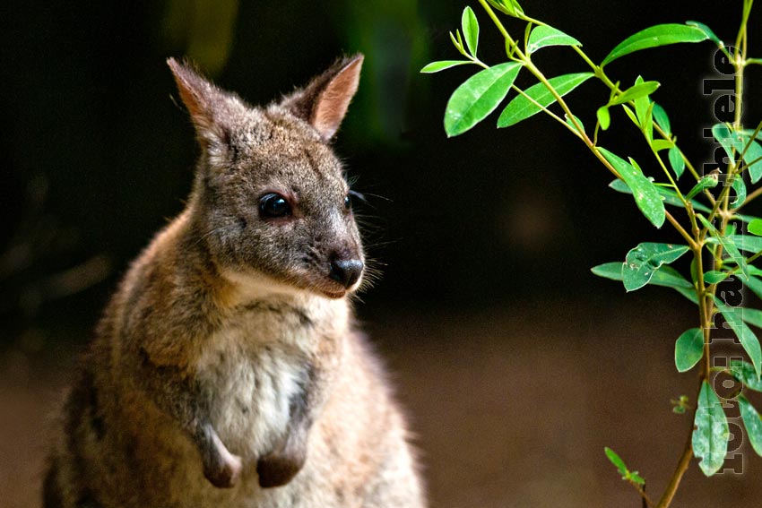 Rothals-Filander (Pademelon), eine Anpassung an den Regenwald im Lamington NP