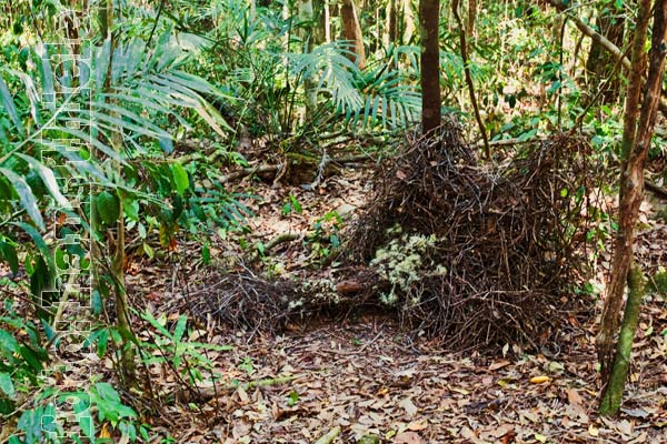 Der Säulengärtner baut sog. Maibäume als Liebeslaube