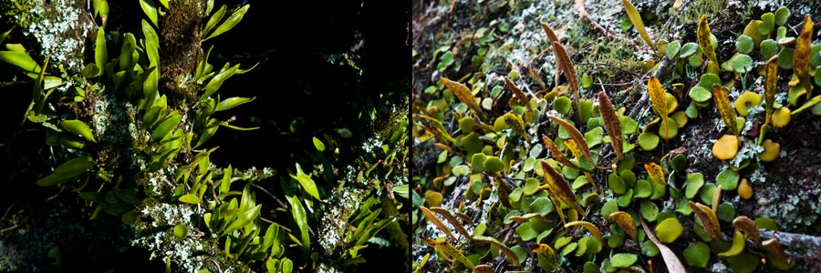 Pyrossia, ein epiphytisch lebender Farn