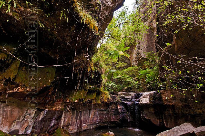 Carnarvon Gorge NP, Moss Garden