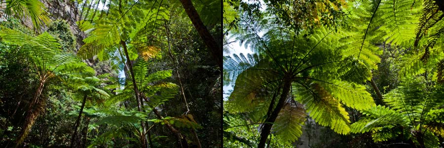 Carnarvon Gorge, Moss Garden, in trockener Umgebung wachsen hier Moose und Baumfarne
