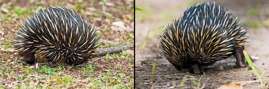 Schnabeligel beim Graben nach Beute