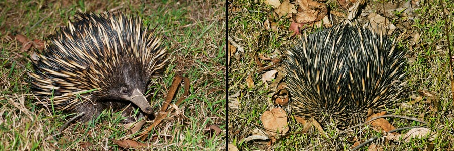 Ameisenigel oder Schnabeligel (Tachyglossus aculeatus = Short-beaked Echidna):
