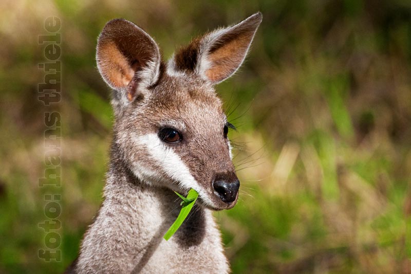 Hübschgesicht-Wallaby ( Whiptail oder Pretty-face Wallaby = Macropus parryi)