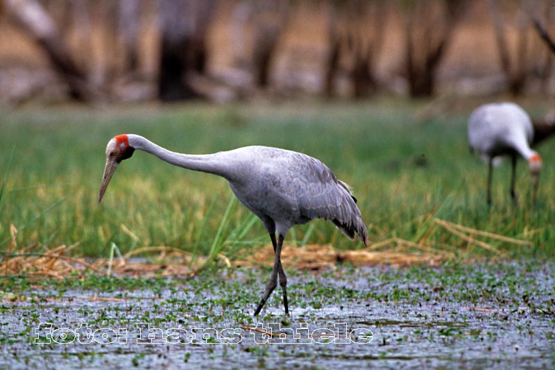 Kraniche, Brolgas, auf Nahrungssuche