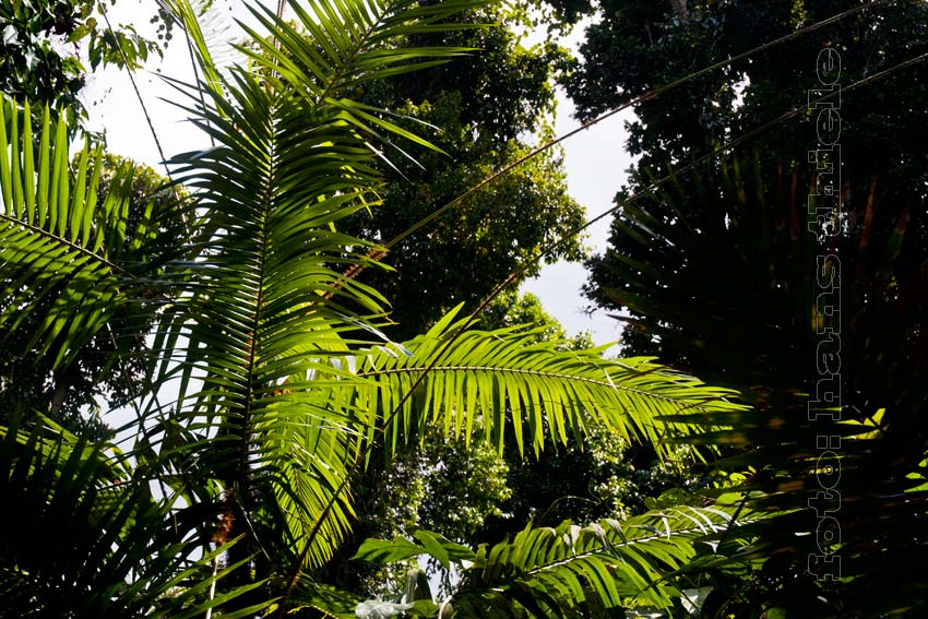 Rattan, Rotangpalme, eine Liane im Regenwald