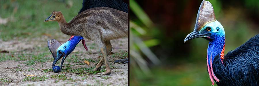 Kasuar im Daintree NP