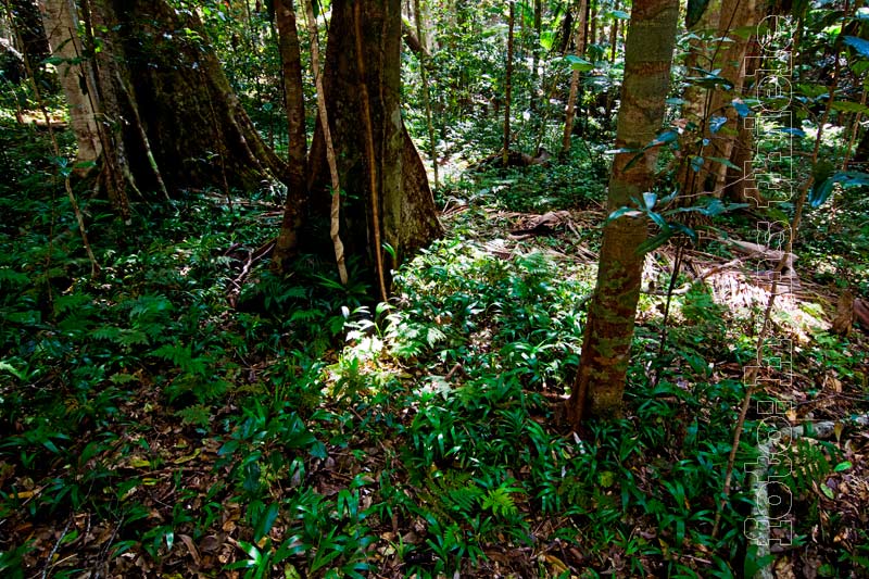 Stockwerke des Regenwaldes, Kroombit NP