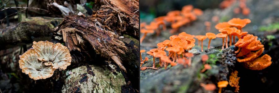 Zersetzer im Regenwald: Pilze