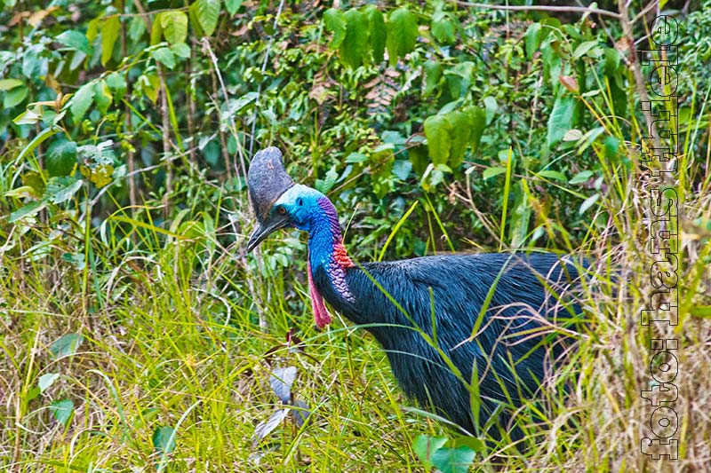 Helm-Kasuar in Mission Beach
