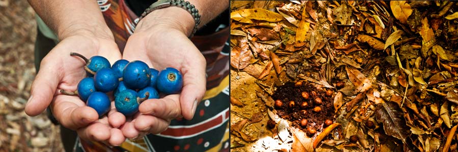 Nahrung des Kasuars, Kothaufen des Kasuars