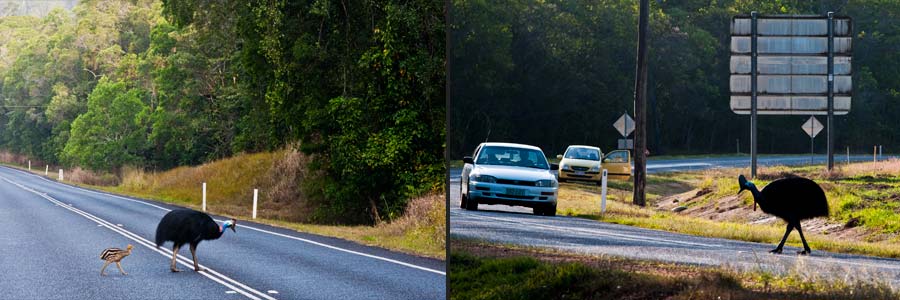 Kasuar bei der Überquerung eines HWY´s