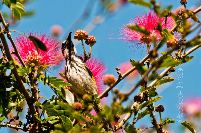 Weißohr-Honigfresser (White-cheeked Honeyeater = Phylidonyris nigra)