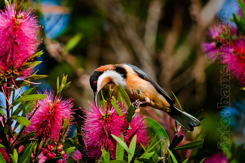 Rotnacken-Honigfressers (Eastern Spinebill = Acanthorhynchus tenuirostris) , Männchen