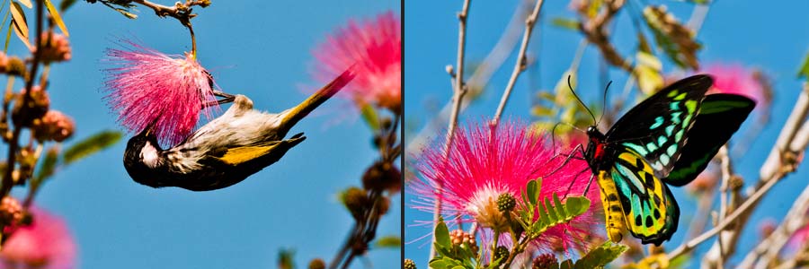 Blüten besuchende Vögel und Schmetterlinge