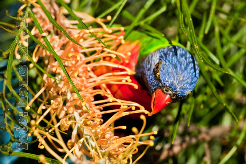 Papagei als Blüten-Bestäuber