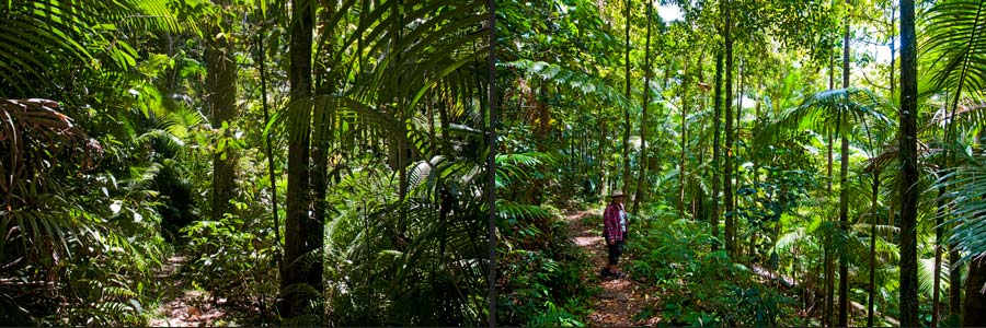 Wandern im Eungella NP