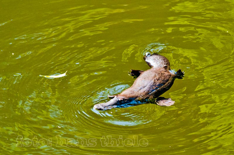 Eungella NP: Schnabeltier, Platypus
