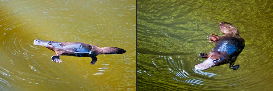 Schnabeltier, Platypus, Schwimmbewegungen