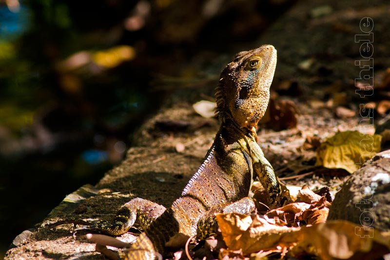 Wasserdrachen im Botanischen Garten von Bundaberg