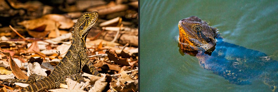 Wasserdrachen, water dragon