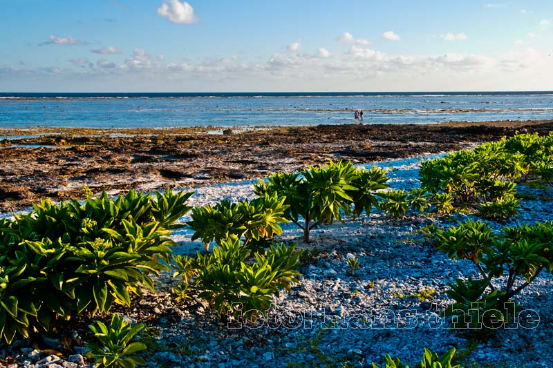 Lady Elliot Island, Strand