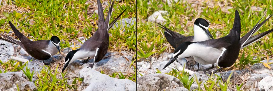 Zügelseeschwalbe, Sterna anaethetus, Balz