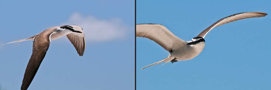 Flug der Zügelseeschwalbe, Sterna anaethetus