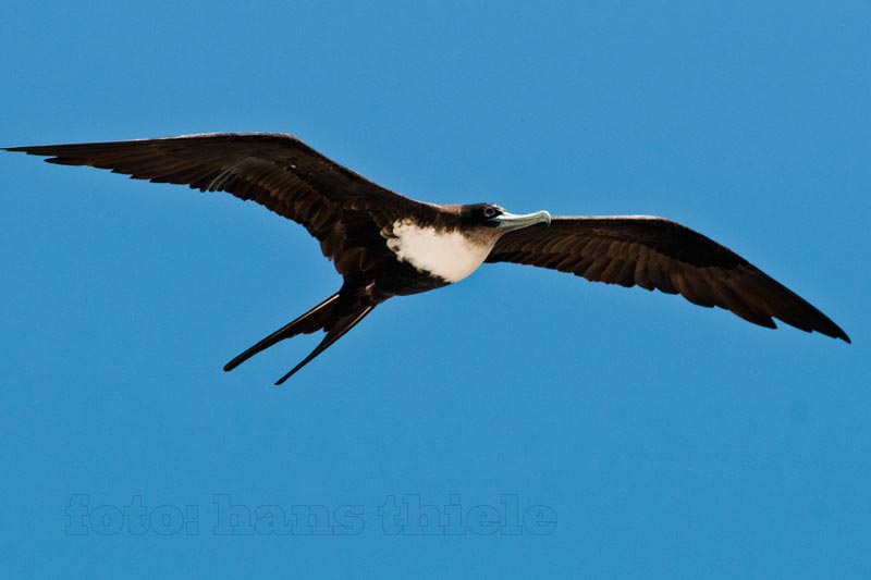 Fregattvogel, ein Pirat der Lüfte, ein Akrobat der Lüfte