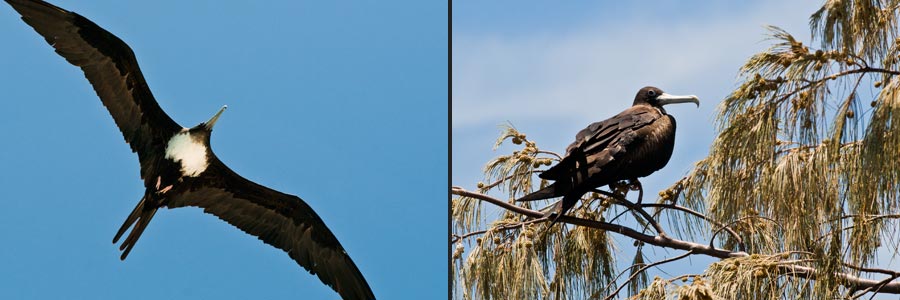 Fregattvögel kann man manchmal auf Lady Elliot Insel sehen