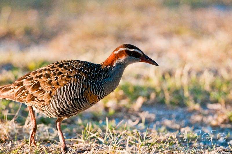 Sogar Rallen haben auf die Insel Lady Elliot gefunden