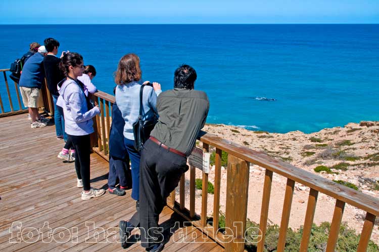 Nullarbor, Head of Bight, Aussichtsplattform zur Beobachtung von Walen