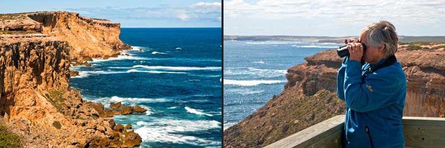 Steilküste am Point Labatt mit der Seelöwen-Kolonie