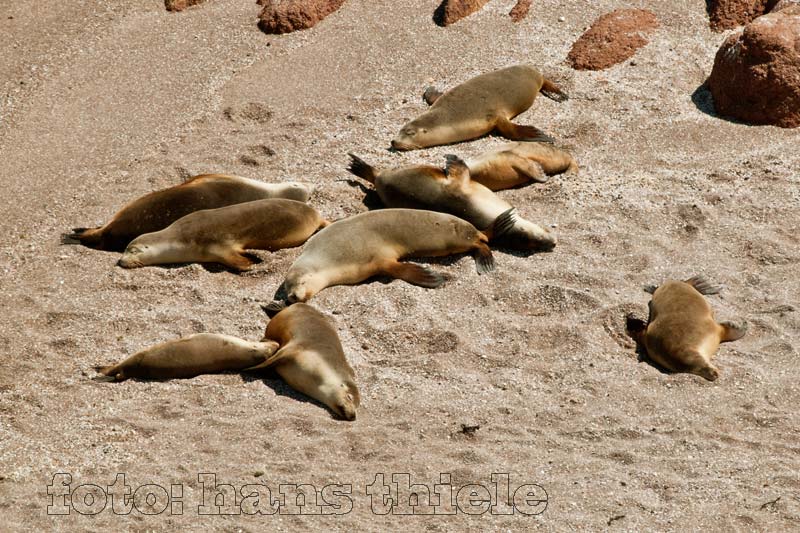 Robben auf dem Festland in South Australia