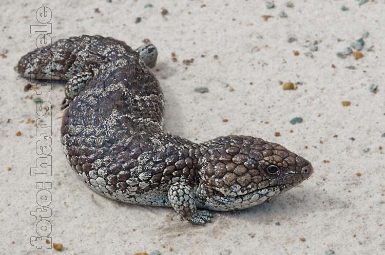 Tannenzapfenskinke (Shingleback = Tiliqua rugosa)