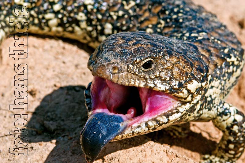 Tannenzapfenskink (Shingleback, Bobtail = Tiliqua rugosa),