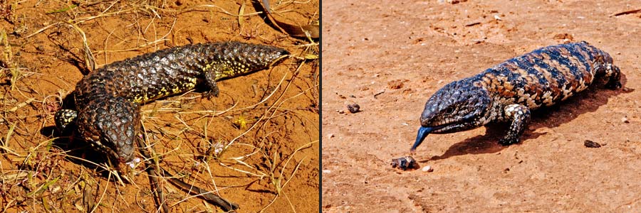 Tannenzapfenskink (Shingleback, Bobtail = Tiliqua rugosa), Färbungen