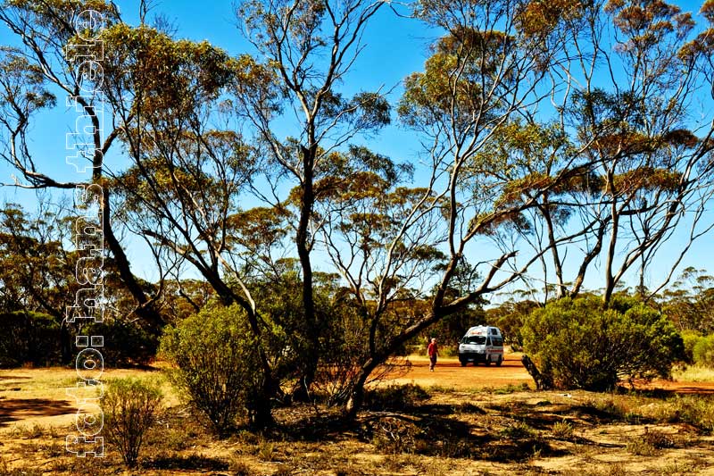 Mallee auf der Eyre-Halbinsel